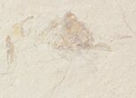Cretaceous Fossil Shrimp - Lebanon #48566-1